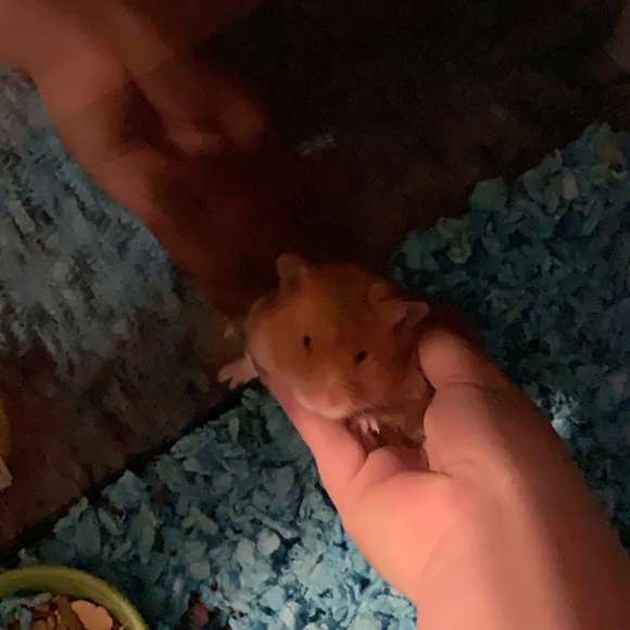 NFS - Picture 3 of 3